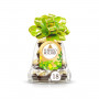 FERRERO Bouchées chocolat au lait noisettes et gaufrette, 18pcs, 225g