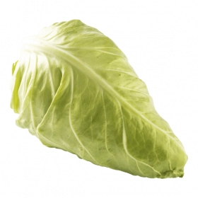 FRESH - Chou pointu (pièce)