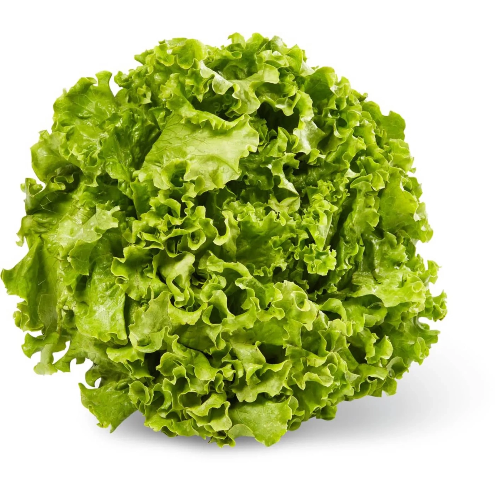 Bio-Batavia-Salat grün (Stück)