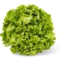 Salada Batavia verde orgânica (peça)